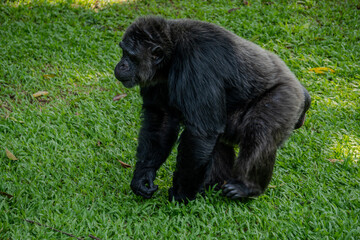 Two black crested macaques are seen resting side-by-side on a green lawn, their dark fur contrasting with the bright grass as they observe their surroundings.