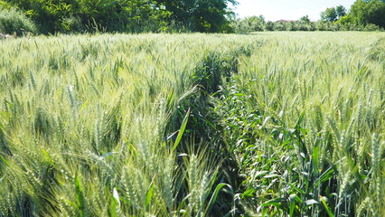 Wheat is a group of wild and domesticated grasses of the genus Triticum. Beautiful green wheat field in countryside. Green wheat field. Green sprouts of wheat in the field.