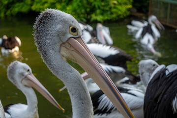 Pelican in sharp focus looks away thoughtfully while others swim behind it in a peaceful reflective green pond scene.