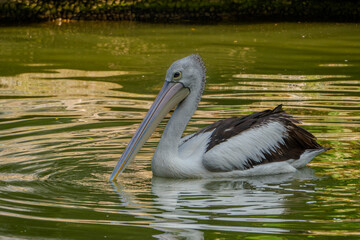 Solitary pelican calmly floats on a gently rippling pond, surrounded by soft lighting that reflects the bird’s quiet presence in nature.