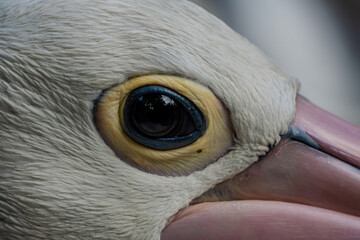 Eye of a pelican peers intensely in close-up, surrounded by soft plumage and beak textures, revealing its alert and focused nature.