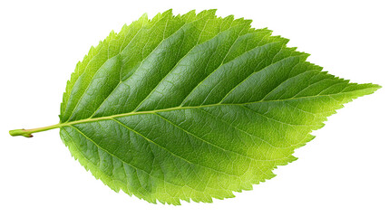 Obraz premium fresh green spring leaf texture isolated on white background, HD realistic