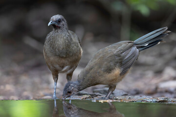 Plain chachalaca's (Ortalis vetula) drinking water.