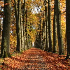 Obraz premium Sunlit path through autumnal trees; vibrant foliage