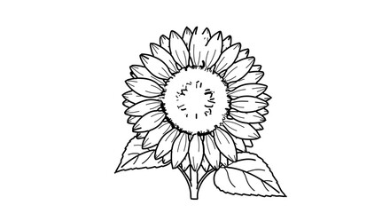 Detailed sunflower line art drawing for coloring pages and educational resources botanical illustration design 100