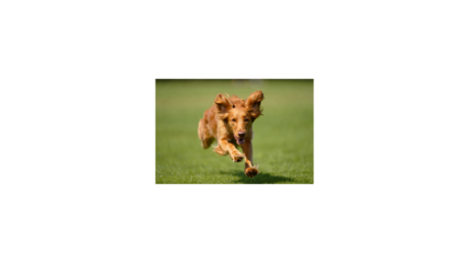Golden Retriever puppy running joyfully on a lush green grass field during daytime