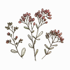 Flower illustration, succulent Doodle Set. Vector Engraved plants. Line art flowers and Buds Drawing Outline stems, leaves, grasses, bouquet. Elegant Floral Collection Hand Drawn Botanical. 