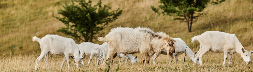 Obraz premium A livestock in a scenic countryside setting during golden hour