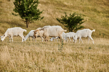 Obraz premium goats in a picturesque rural landscape under bright sunlight