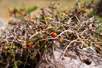 Nahaufnahme von wilden Beeren auf einem Strauch in Peru