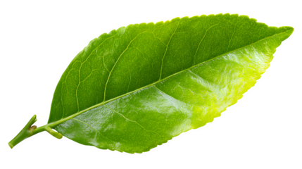 green lemon leaf isolated on white background, HD realistic