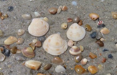 Seashells background on the beach in Atlantic coast of North Florida 