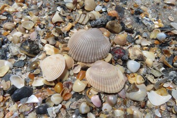 Seashells background on the beach in Atlantic coast of North Florida 