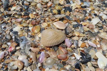 Seashells background on the beach in Atlantic coast of North Florida 