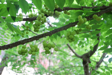 Wide star gooseberry tree branches extending outward filled with overlapping leafy growth