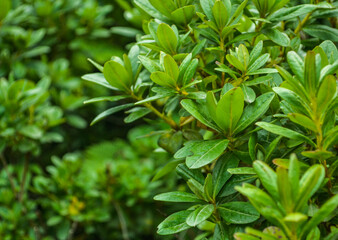 Beautiful Green Landscape View of Manimahesh Yatra, Chamba, Bharmour, Himachal Pradesh, India