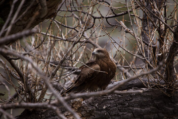 predatory black kite sits on a tree. fledgling bird in summer in the wild in its natural habitat