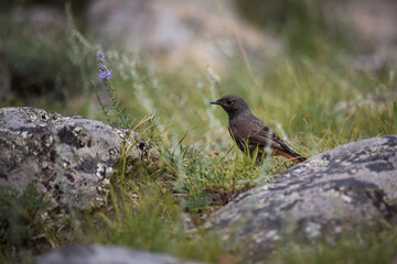 wildlife and environment. redstart bird in highlands on grass among stones and flowers
