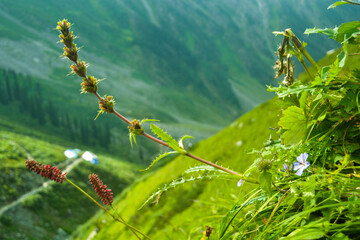 Beautiful Green Landscape View of Manimahesh Yatra, Chamba, Bharmour, Himachal Pradesh, India