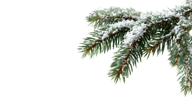 Christmas snow-covered fir tree branch with blurred bokeh lights isolated on white background, HD realistic