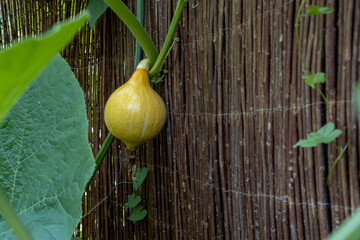 Kürbis hängt am Gartenzaun