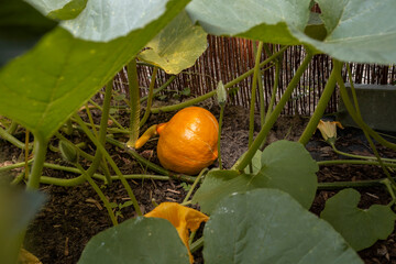 Kürbis in einem garten kurz vor der Ernte
