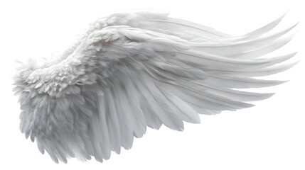 white feathered angel wing isolated on white background, HD realistic