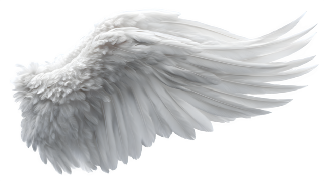 white feathered angel wing isolated on white background, HD realistic