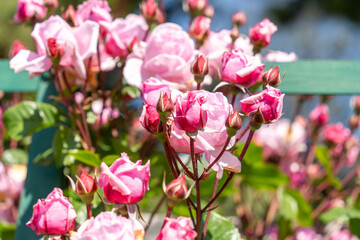 Freshly blooming pink roses in a rose garden in spring sunshine