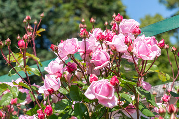 Freshly blooming pink roses in a rose garden in spring sunshine
