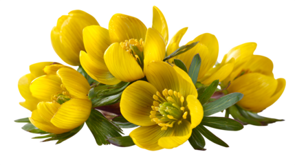 winter aconite spring flower macro isolated on white background, HD realistic