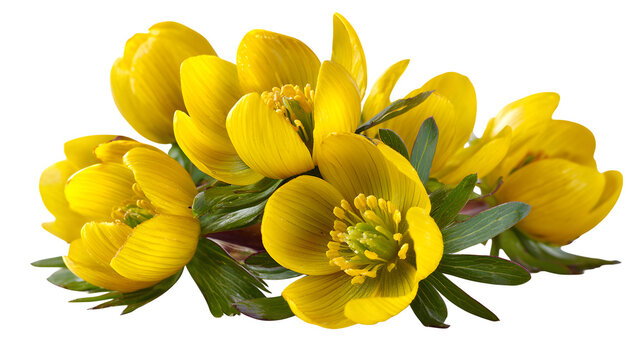 winter aconite spring flower macro isolated on white background, HD realistic