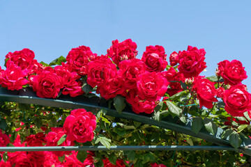 Freshly blooming red roses in a rose garden in spring sunshine