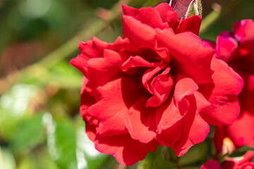 Freshly blooming red rose in a rose garden in spring sunshine