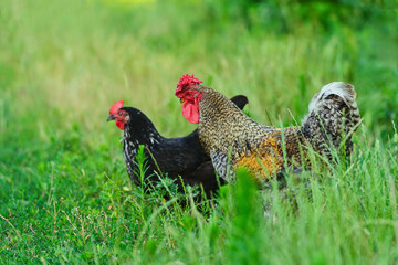 Chickens foraging in a lush green field on a sunny day near a farmstead surrounded by nature and wildlife