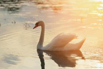 Graceful swan glides smoothly on tranquil water during golden hour in serene natural setting