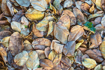Fallen Autumn Leaves on Dry Grass in the Indian Summer Light.