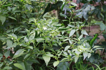 green peppers ripening in the garden