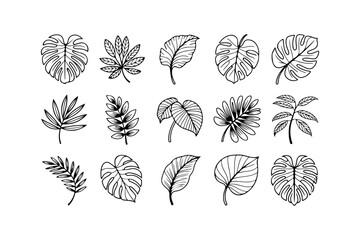 collection of leaves of various shapes on white background