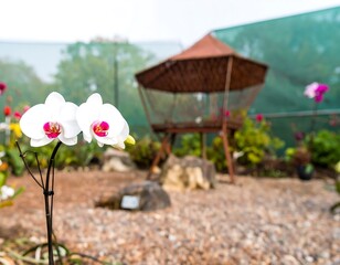 White orchids in a greenhouse setting