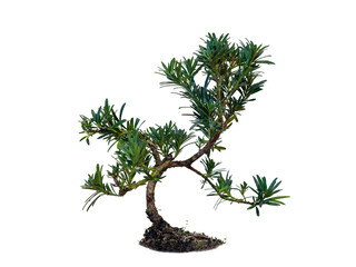 bonsai tree isolated