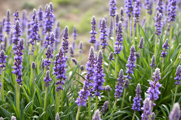 Obraz premium Blooming Purple Flowers in a Field of Greenery Closeup