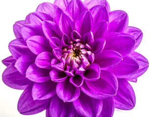 Vibrant purple dahlia close-up