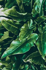 green leaves background