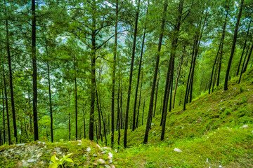 Beautiful Green Landscape View of Manimahesh Yatra, Chamba, Bharmour, Himachal Pradesh, India