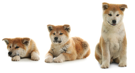 Cute Akita Inu dog on white background, collage