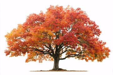 A lone tree with colorful autumn foliage, symbolizing the transition into the fall season with bright colors and natural beauty.