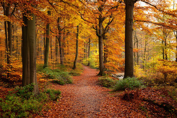 Naklejka premium A peaceful autumn path covered in colorful fallen leaves, showcasing the serene beauty of the forest during the fall season.
