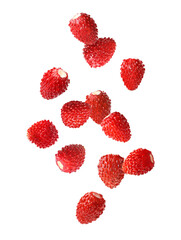Fresh ripe wild strawberries falling against white background
