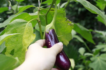 hand harvesting Fresh eggplant grown in the garden.